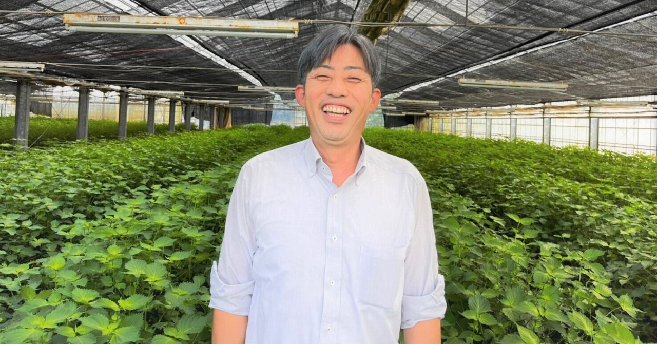 大葉農園 京田園】見た目よりも味の良さを追求した”大葉”の摘み取り作業