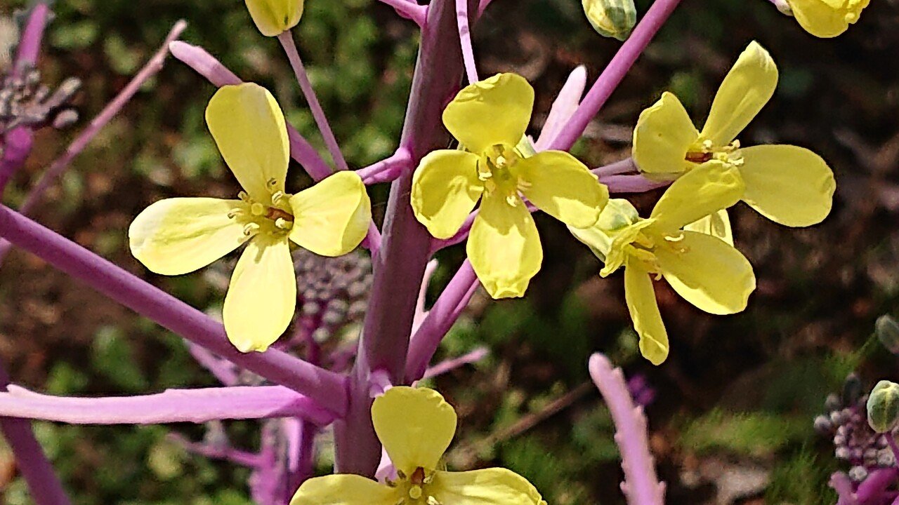 紫キャベツ 花言葉 利益 キャベツ本体の色によって花言葉が変わることはないよう 画像は紫キャベツの花 一見するとまるで菜の花 可憐な黄色い小花がたくさん咲いていました 茎の紫が特徴的です 水菜月 華 Note