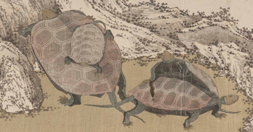 浮世絵のカメたちをご紹介します｜太田記念美術館