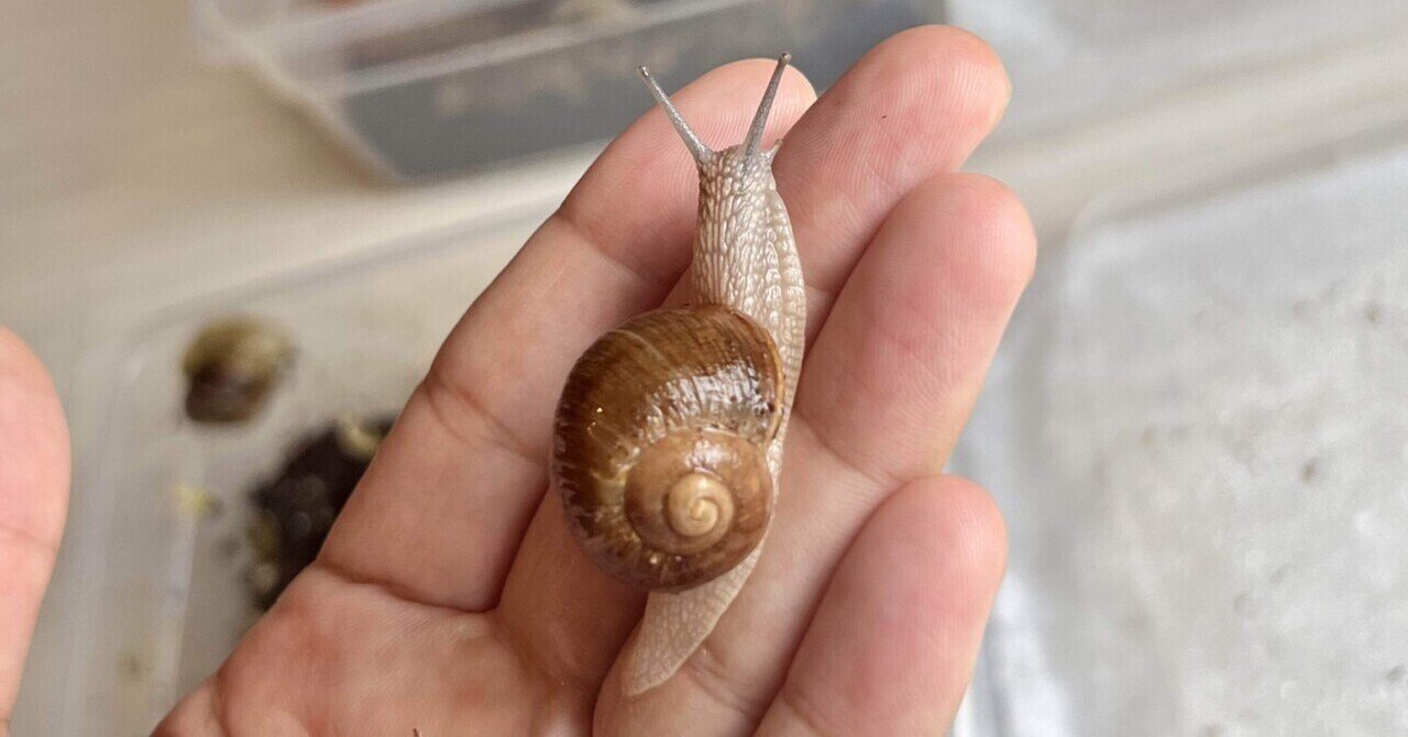 Helix Pomatia ｜ENSiS/かたつむりまみれ