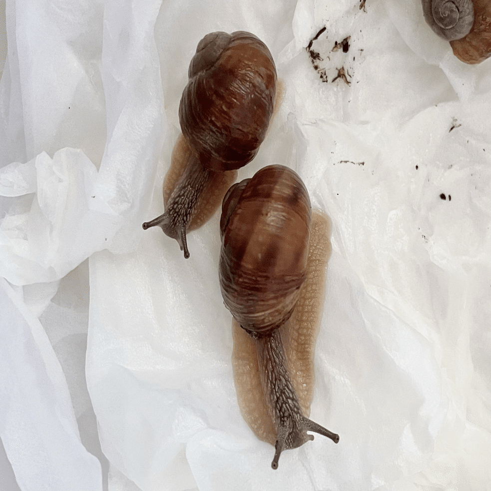 Helix Pomatia ｜ENSiS/かたつむりまみれ