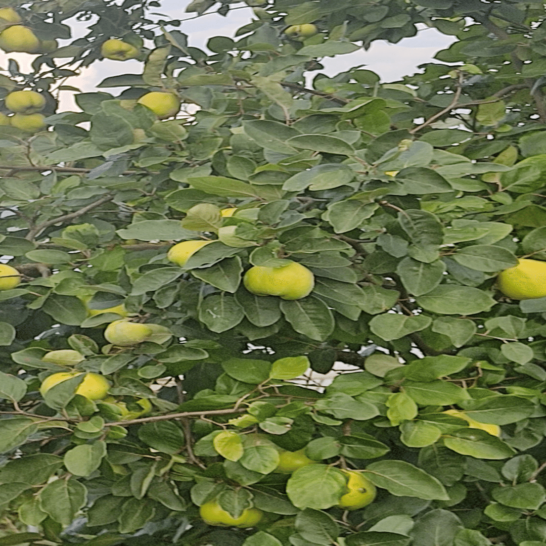 着々と秋の実り りの Note