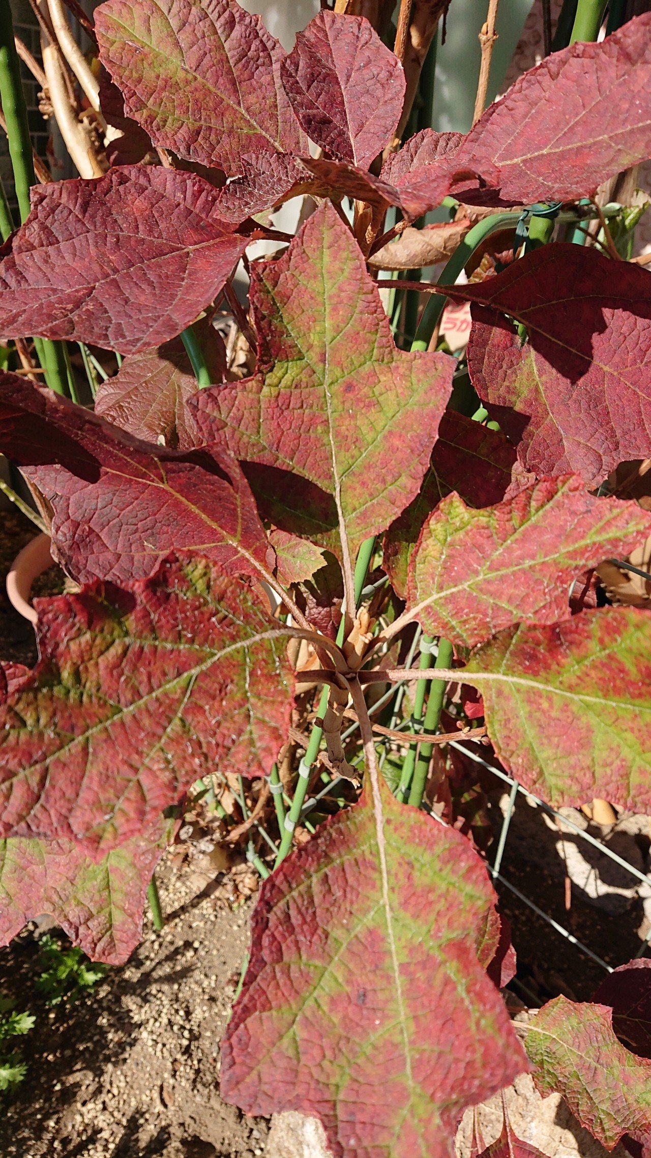 これも秋色 ちょっと差し色 変わり種 たゆ たうひと Note