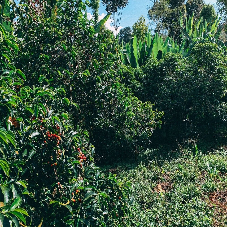 コーヒーの起源 エチオピア 美味しさのわけとコーヒーができるまで 川野優馬 Light Up Coffee Note