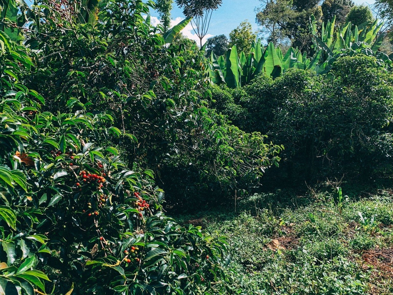 コーヒーの起源 エチオピア 美味しさのわけとコーヒーができるまで 川野優馬 Light Up Coffee Note コーヒーの起源 エチオピア 美味しさのわけとコーヒーができるまで 川野優馬 Light Up Coffee Note