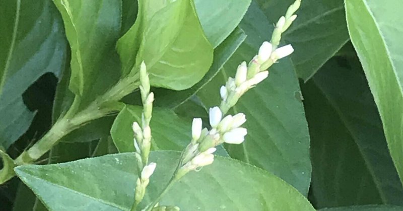 日々是勉強 の新着タグ記事一覧 Note つくる つながる とどける