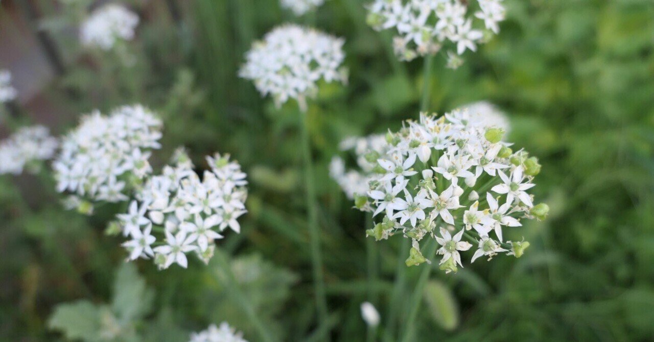 庭のニラの花 気楽な散歩 Note 庭のニラの花 気楽な散歩 Note