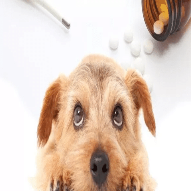 フェラリア薬 ノミ ダニ薬の考え方 副作用が気になる方に 元ブリーダー ショードッグトレーナーが貴方とご愛犬の 信頼構築 行動療法を伝授します