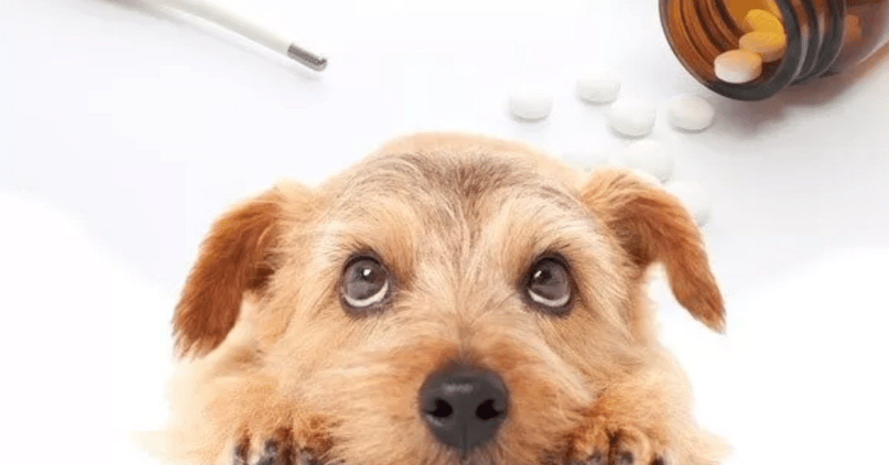 フェラリア薬 ノミ ダニ薬の考え方 副作用が気になる方に 元ブリーダー ショードッグトレーナーが貴方とご愛犬の 信頼構築 行動療法を伝授します フェラリア薬 ノミ ダニ薬の考え方 副作用が気になる方に 元ブリーダー ショードッグトレーナーが貴方とご愛犬の 信頼構築 行動療法を伝授します