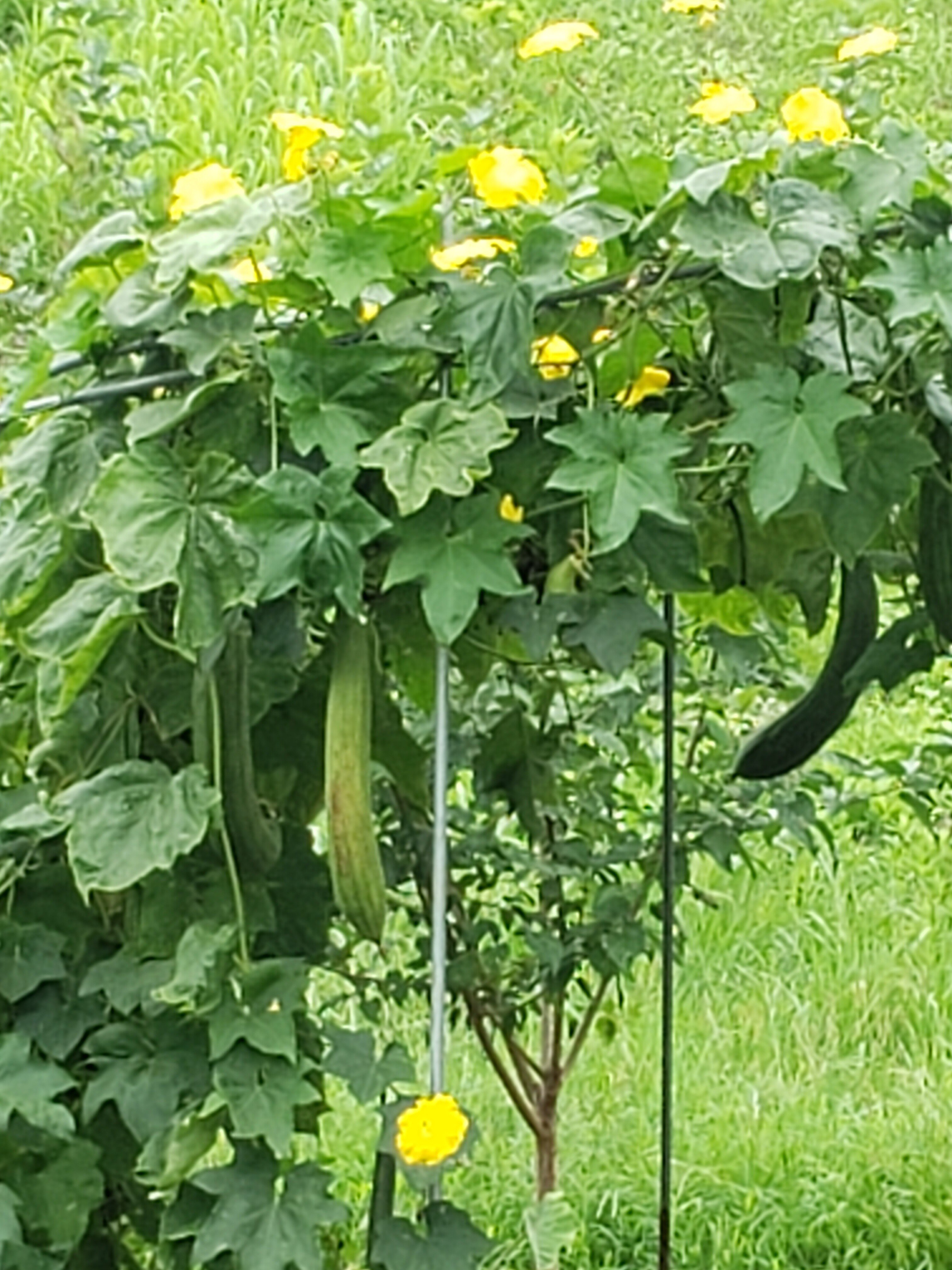 ヘチマ の新着タグ記事一覧 Note つくる つながる とどける ヘチマ の新着タグ記事一覧 Note つくる つながる とどける