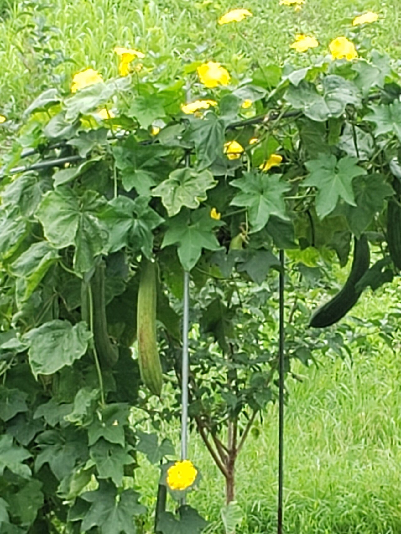 今日も 良いお天気 暑さ対策 まだまだ必要で す おは戦sk 花言葉 へちまの花言葉 悠々自適 剽軽 ひょうきん トリコ 花言葉研究家 Note