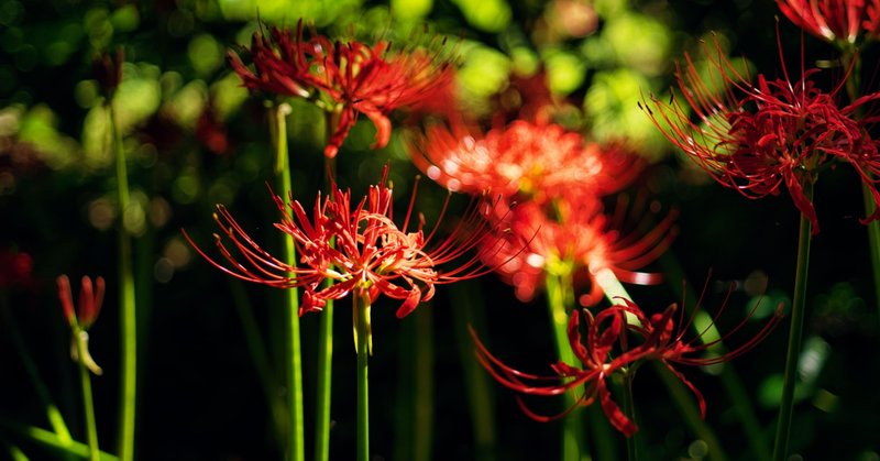 畦道 の新着タグ記事一覧 Note つくる つながる とどける