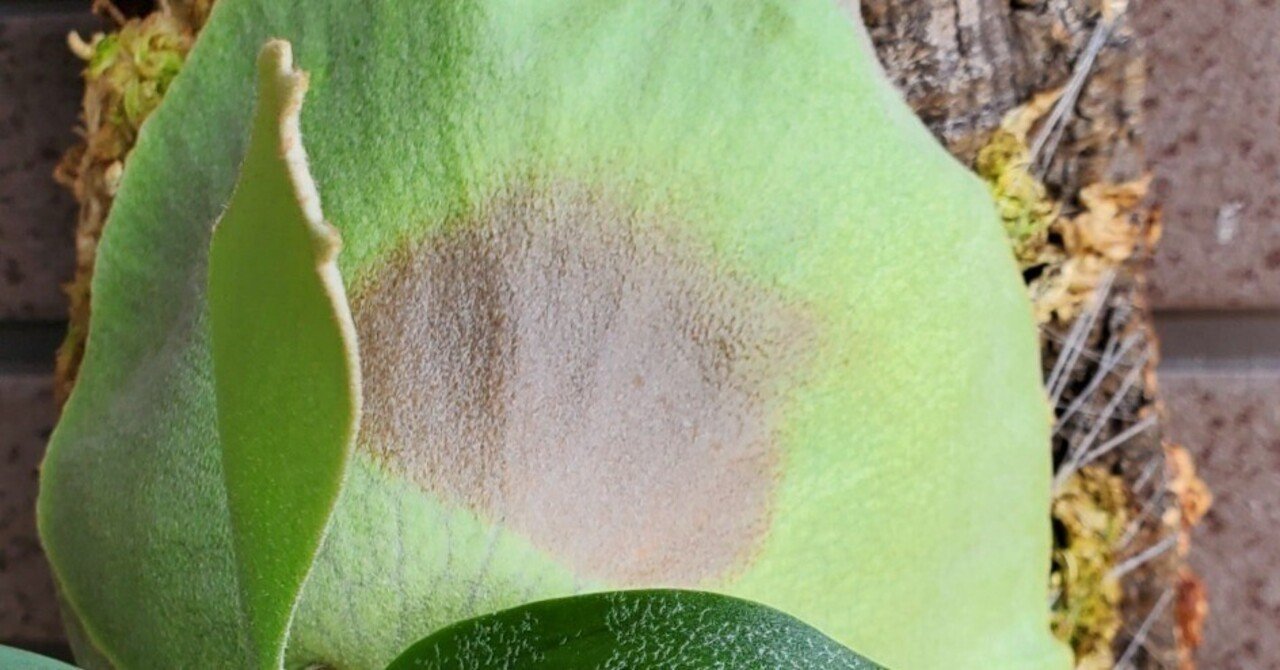 ビカクシダの貯水葉が枯れるのは Ikkyu Note ビカクシダの貯水葉が枯れるのは Ikkyu Note