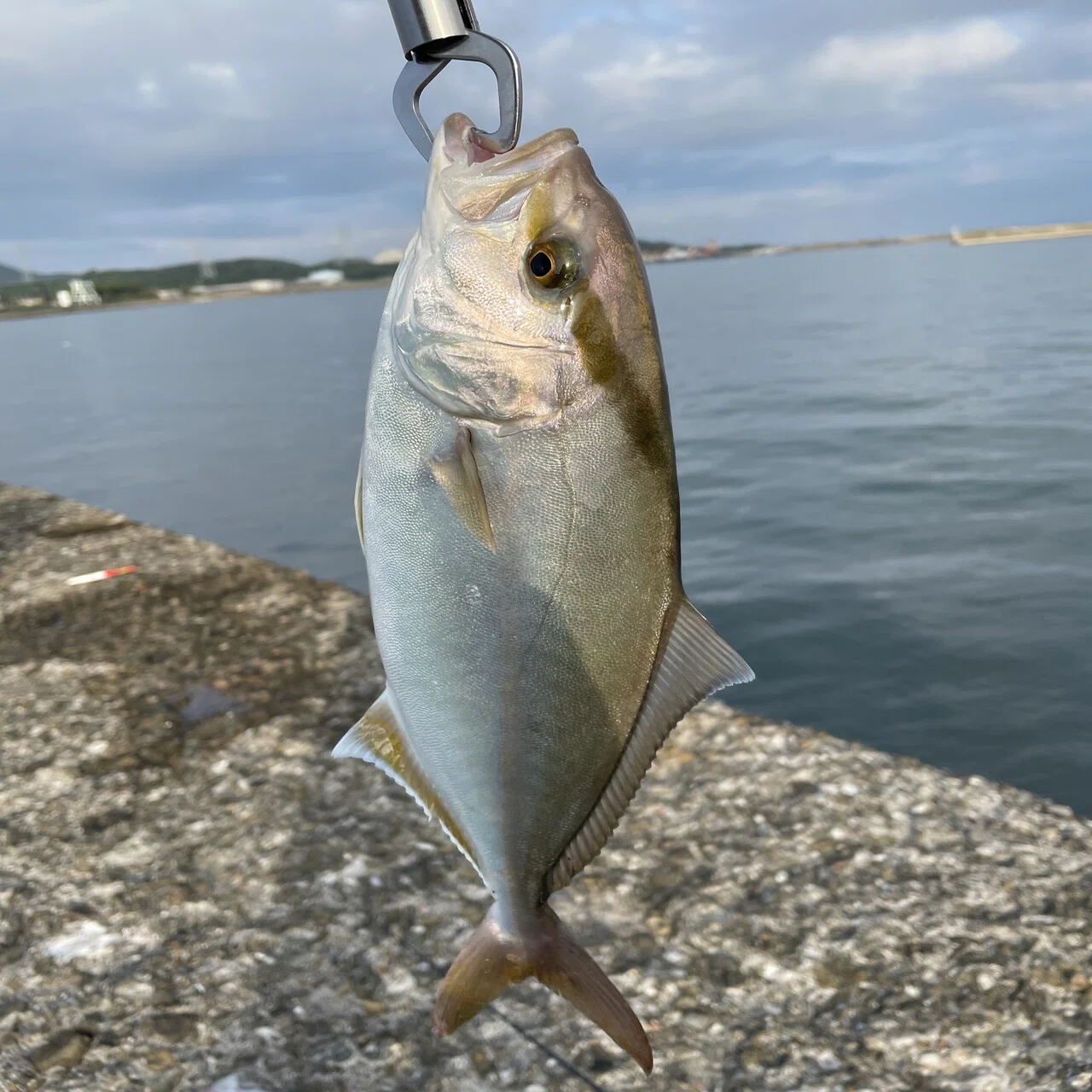 毎日投稿 いいのが釣れました うっつ カメラマン 毎日投稿600日突破 Note