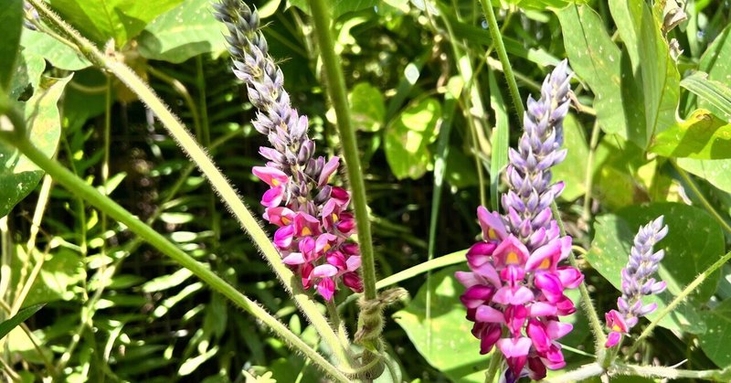 とってもいい香りの葛の花を食べてみたよ😋