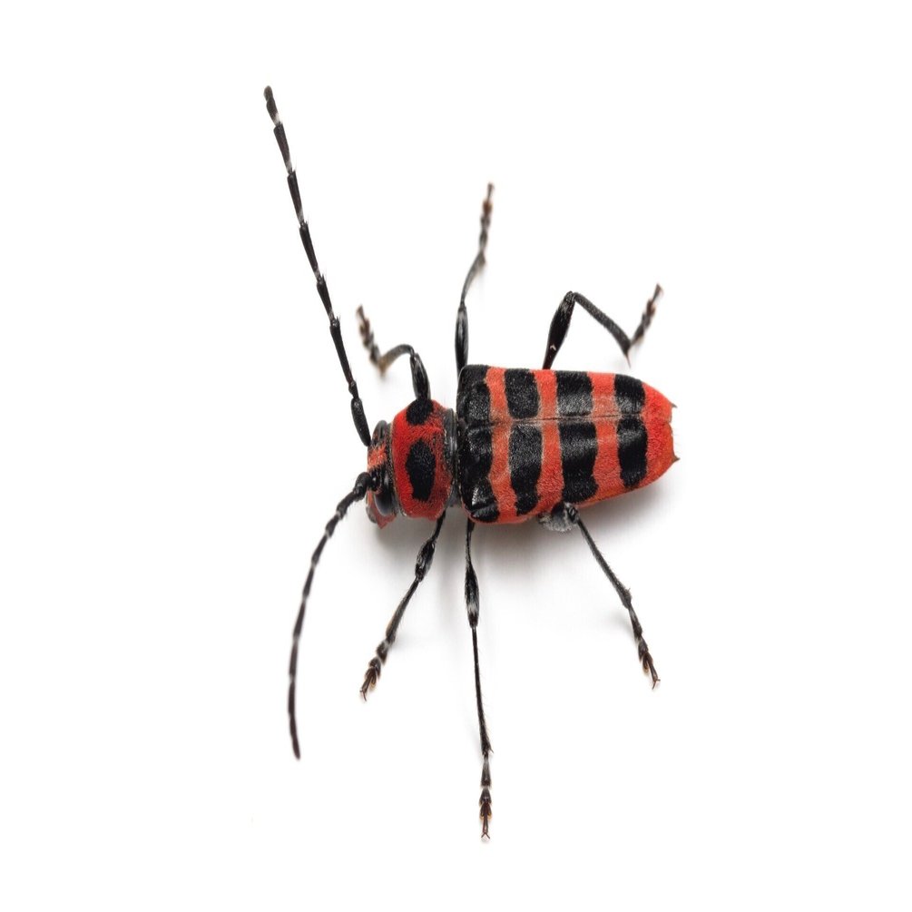 フォトジェニックカミキリ アカジマトラカミキリ ムシの虫自由帳 Note