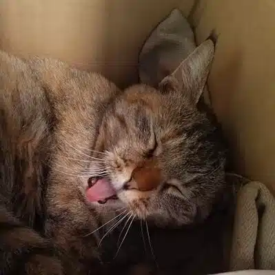 メルシー