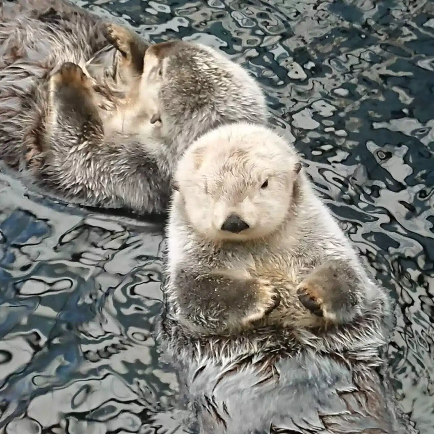 のぐち