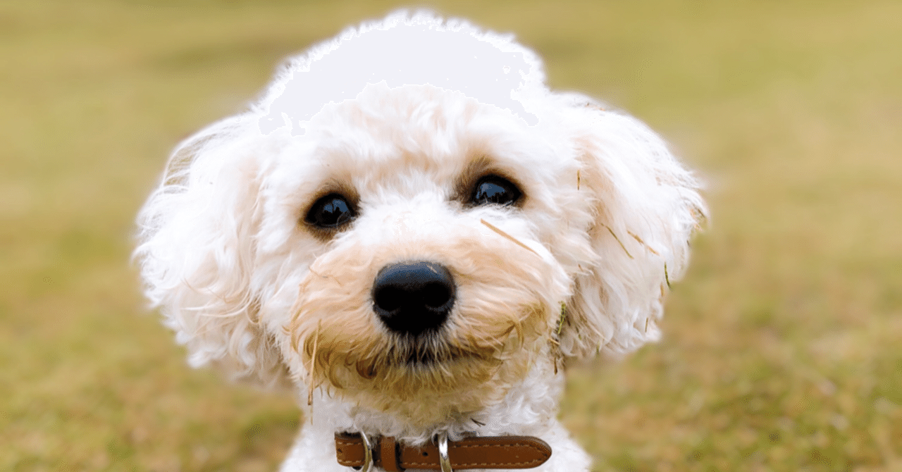 モコモコ犬は 瑞木 早紀 Note