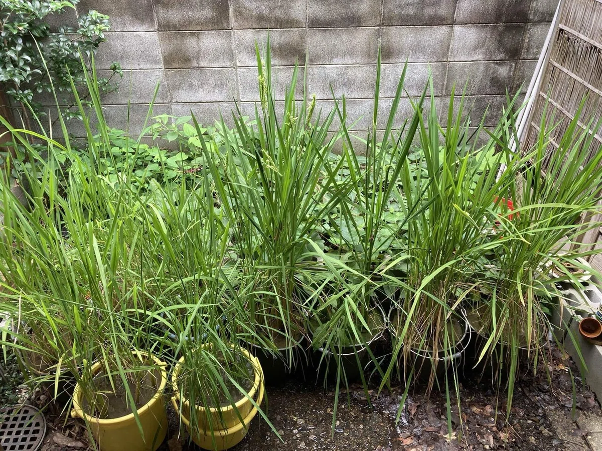 Natural Farming × Rice Growing in a Bucket 16. Confirmed the heading of ...