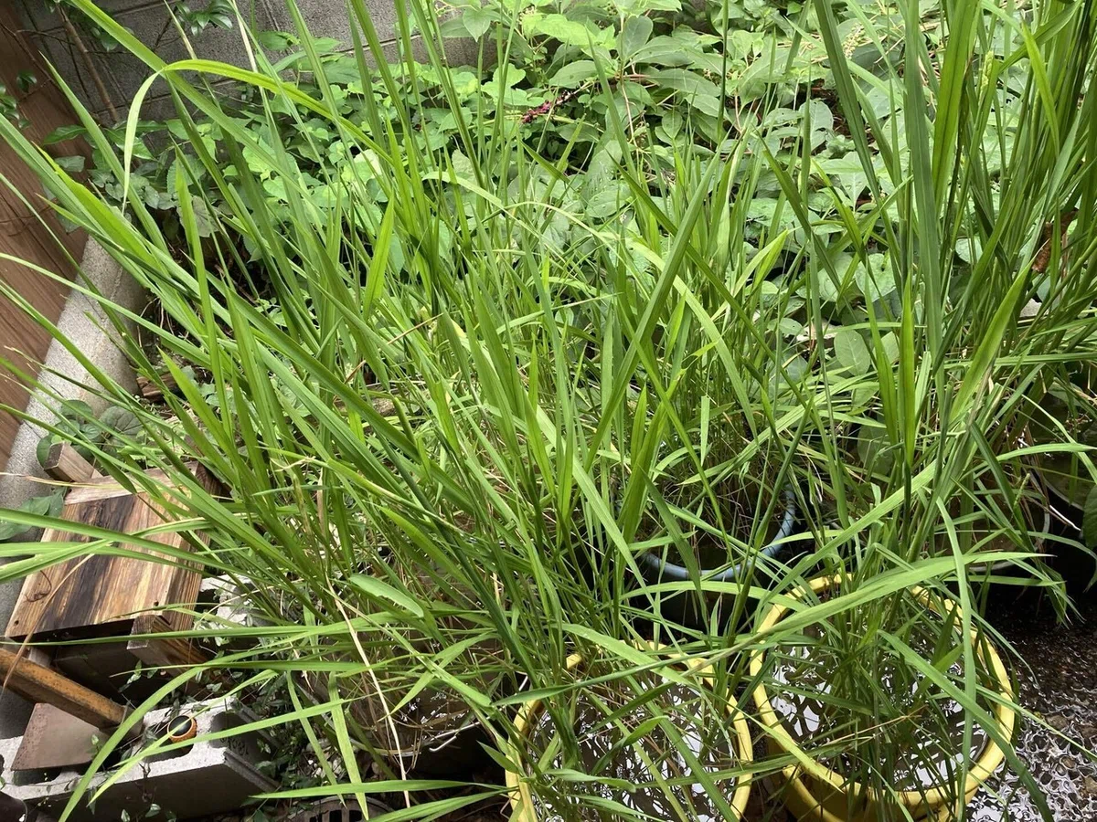 Natural Farming × Rice Growing in a Bucket 16. Confirmed the heading of ...
