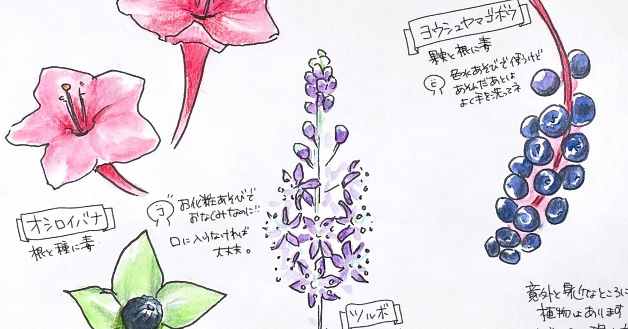 食べないで9月の有毒植物 ヨウシュヤマゴボウ オシロイバナ ツルボ 自然ガイドのネタ帳 くますけ Note 食べないで9月の有毒植物 ヨウシュヤマゴボウ オシロイバナ ツルボ 自然ガイドのネタ帳 くますけ Note