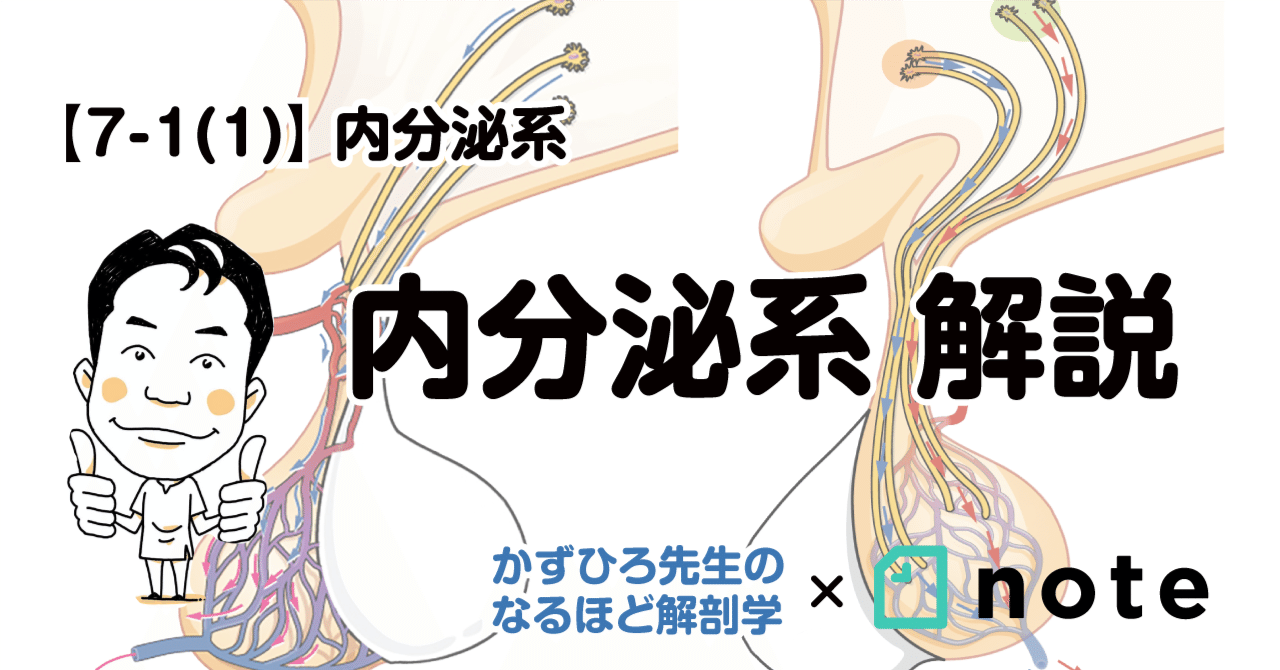 7-1 (1)】内分泌系 解説｜かずひろ先生（黒澤一弘｜解剖学）