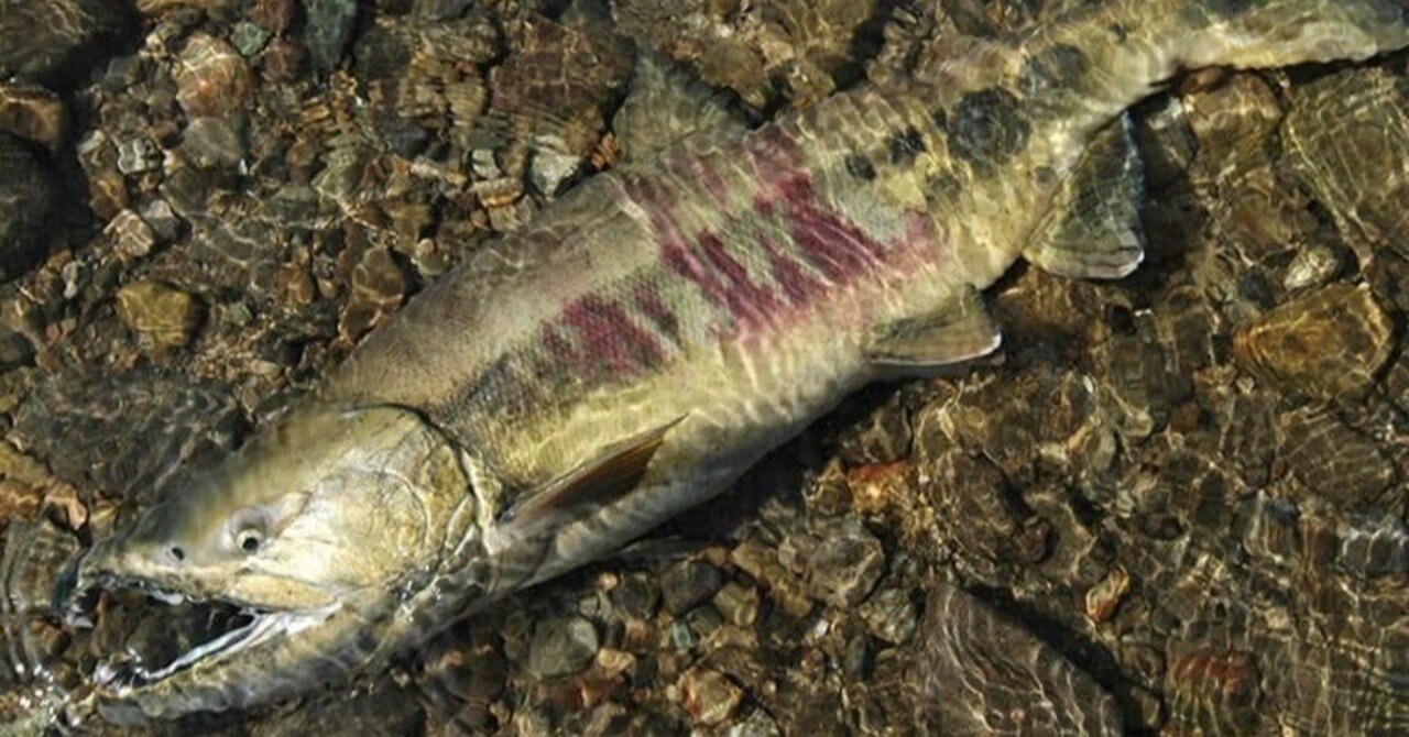 秋になったのでアキアジ釣ってみたいよね ヤマト釣り研究所 Note 秋になったのでアキアジ釣ってみたいよね ヤマト釣り研究所 Note