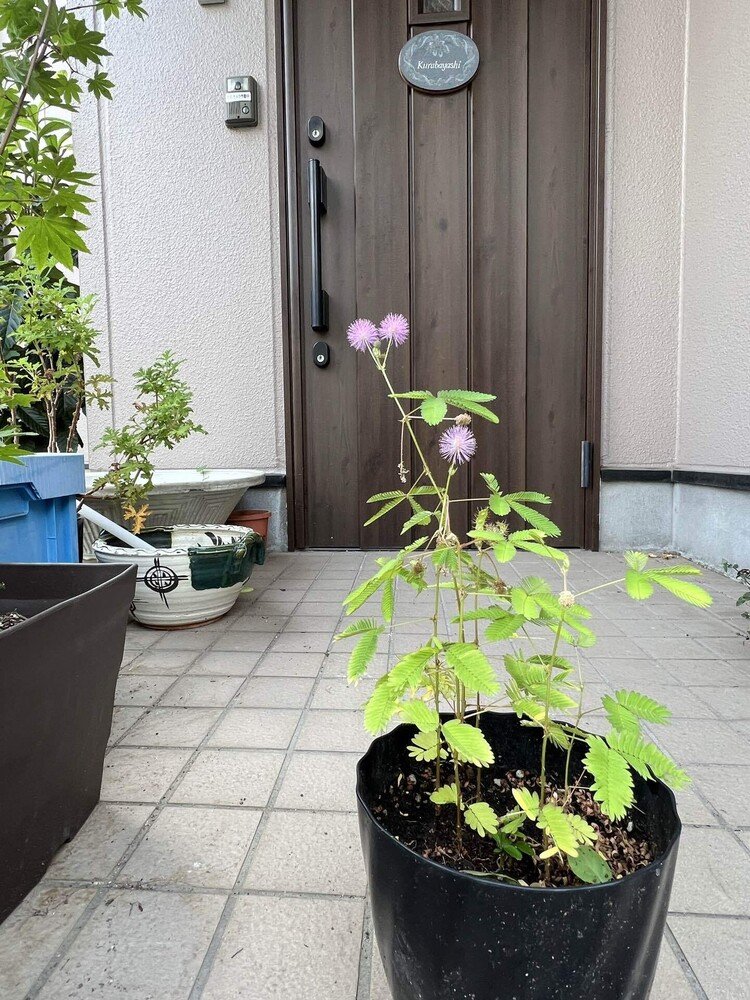 玄関を開ける。花が開いている。今日は３つ。