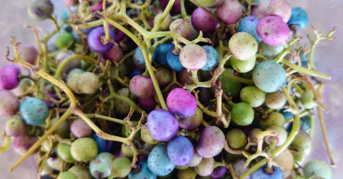 冷凍ウマブドウの実（馬ぶどう・野ぶどう・ノブドウ・ブスの実