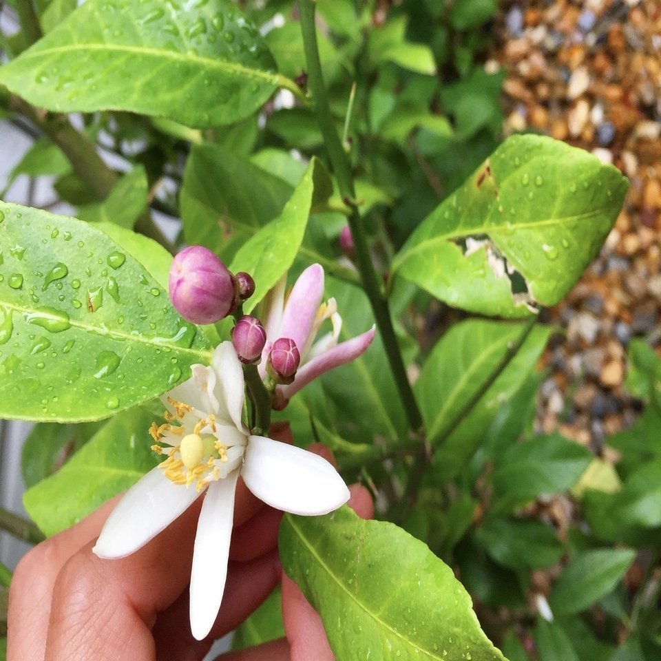 レモンを育てる 平屋私庭日記 ６ ライツ社