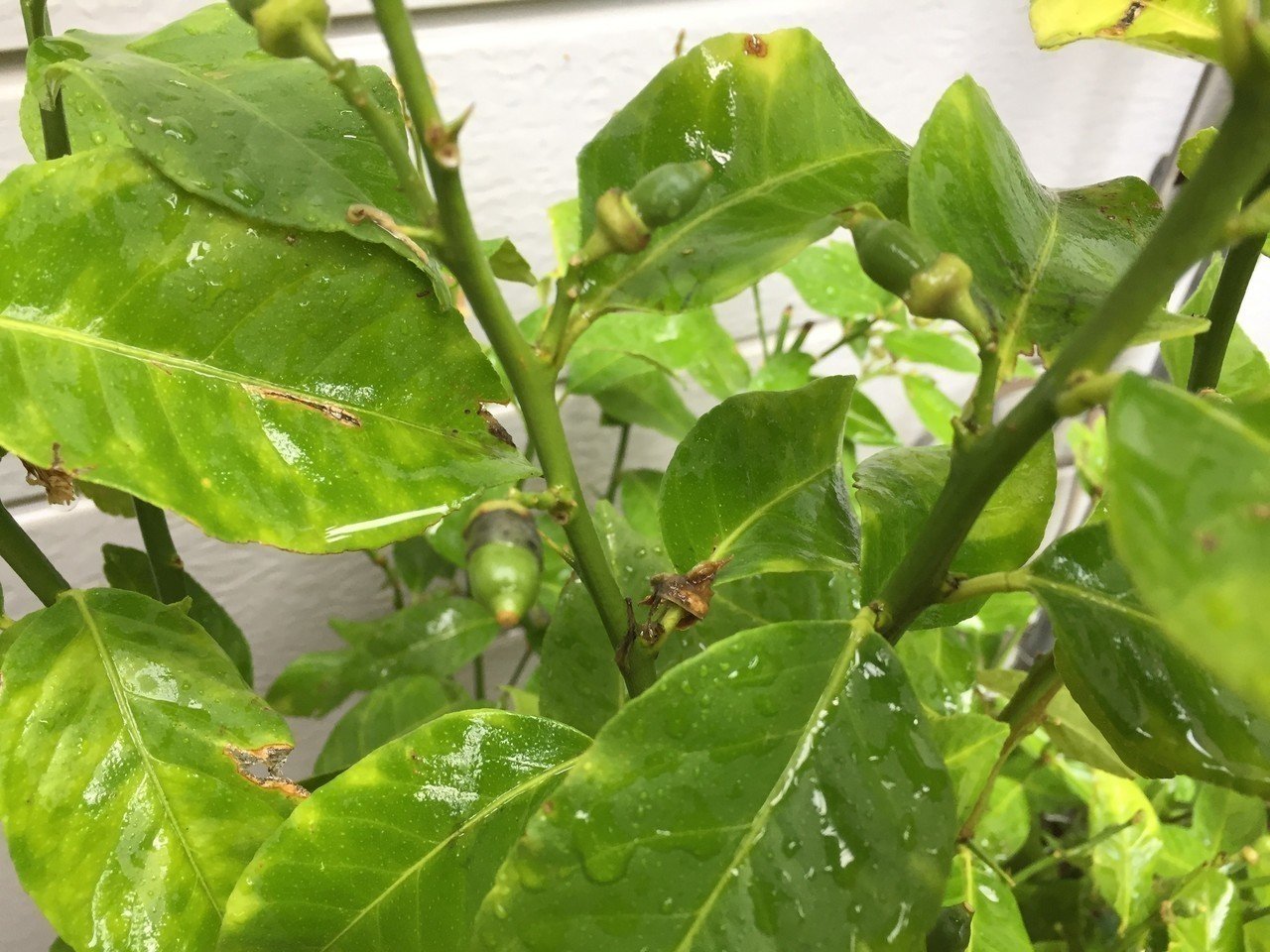 レモンを育てる 平屋私庭日記 ６ ライツ社