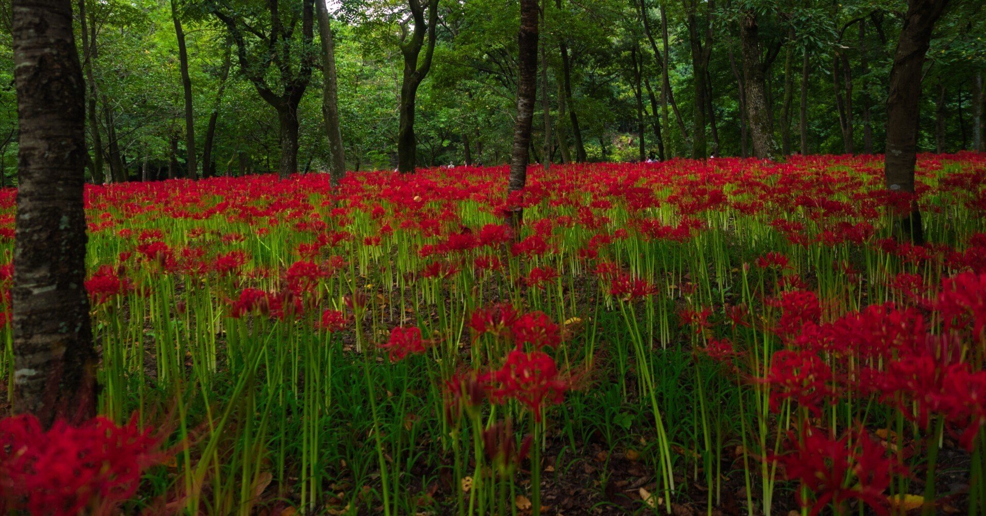 彼岸花 3年ぶりの巾着田へ Bun Bun Note 彼岸花 3年ぶりの巾着田へ Bun Bun Note
