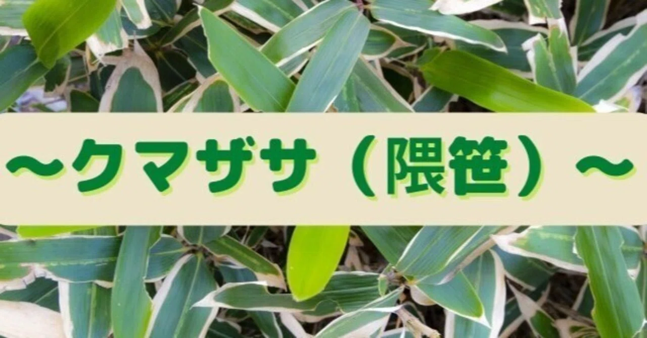 ～クマザサ（隈笹）～【古来より食べ物の保存に用いられる生薬】｜女神の酵素〜Artemisiacleans〜|無添加酵素ドリンク