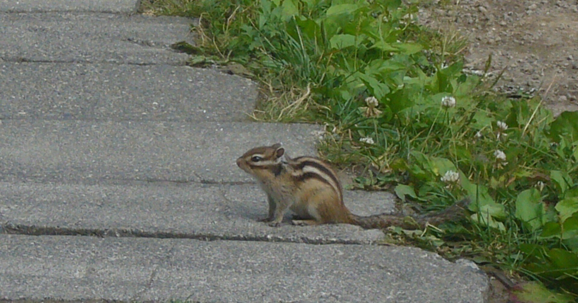 リスも野生動物 にしむられいこ Note リスも野生動物 にしむられいこ Note