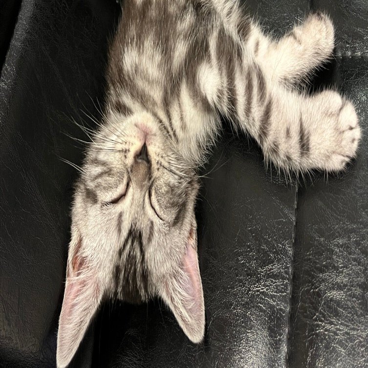 猫はよく寝る 吉野 隆行 Note