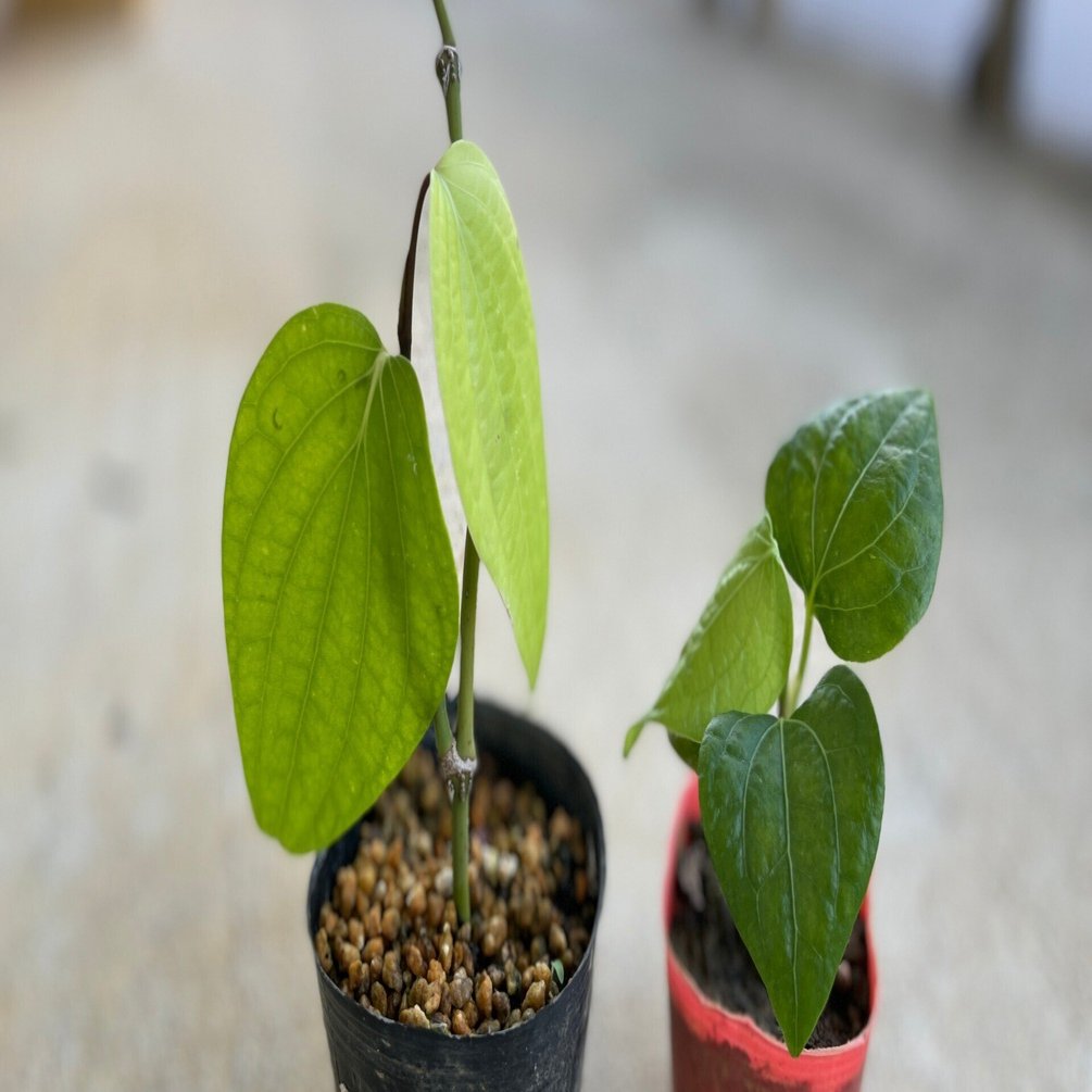 ヒハツ挿し木苗 - 植物/観葉植物