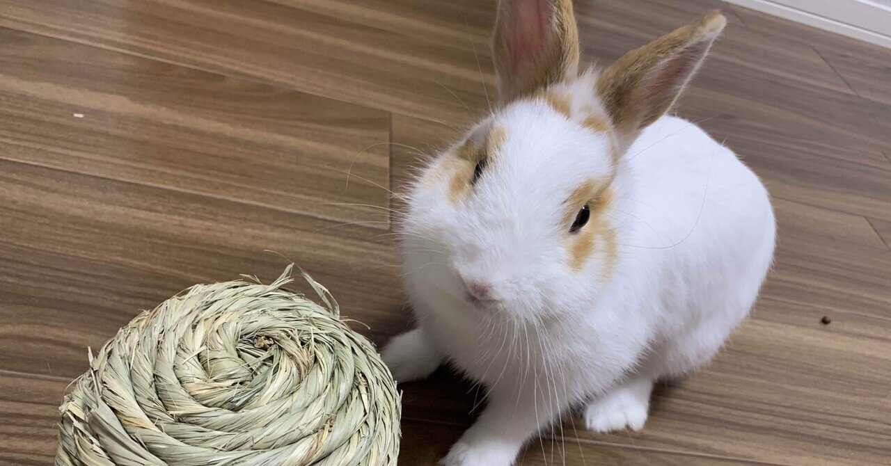 うさぎに噛まれました 小松 裕樹 Note