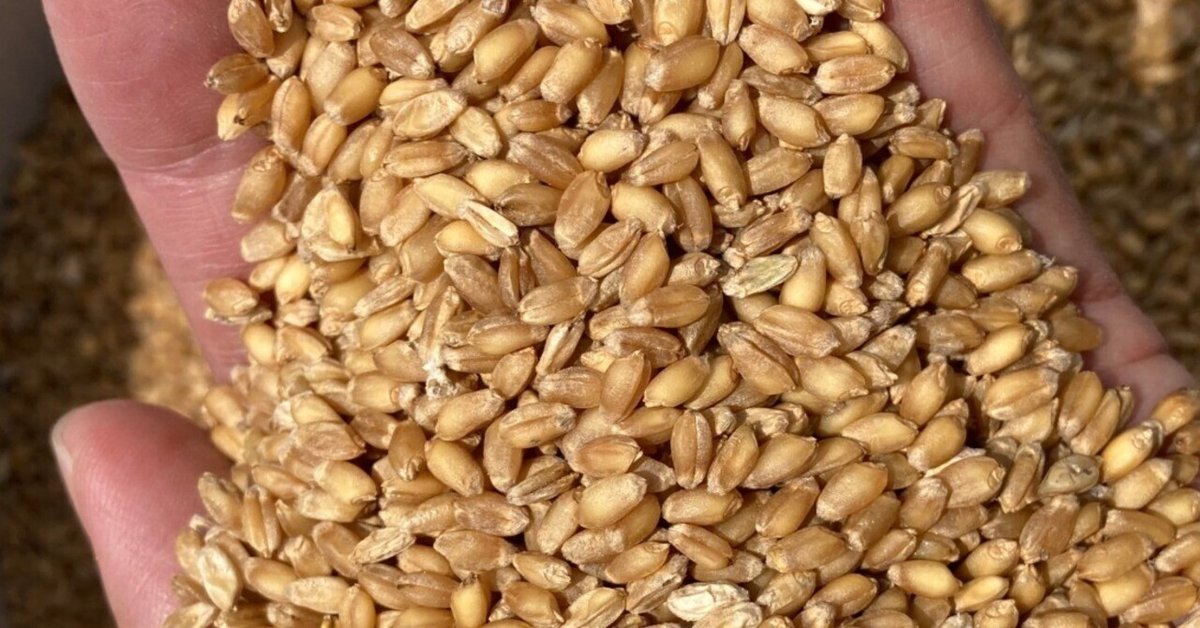 自然栽培小麦で作った挽きたて小麦粉 2kg シロガネコムギ 自然栽培シロガネコムギ小麦粉(薄力粉-中力粉)｜特徴と活用方法