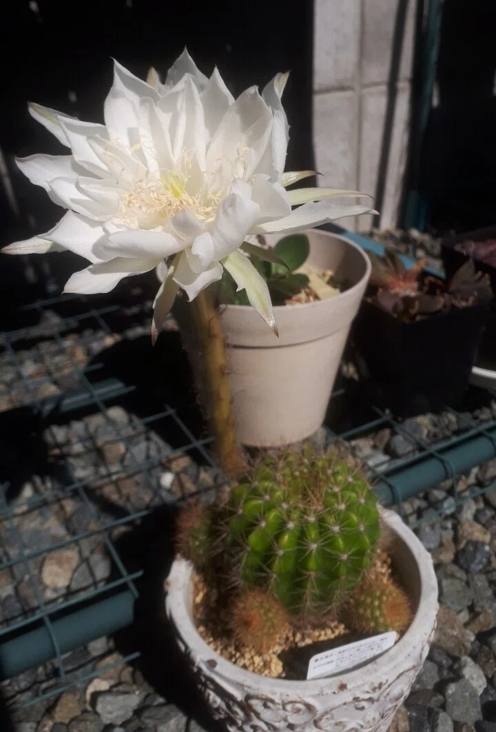 100均サボテンに大輪のお花が咲きました！｜タヌ
