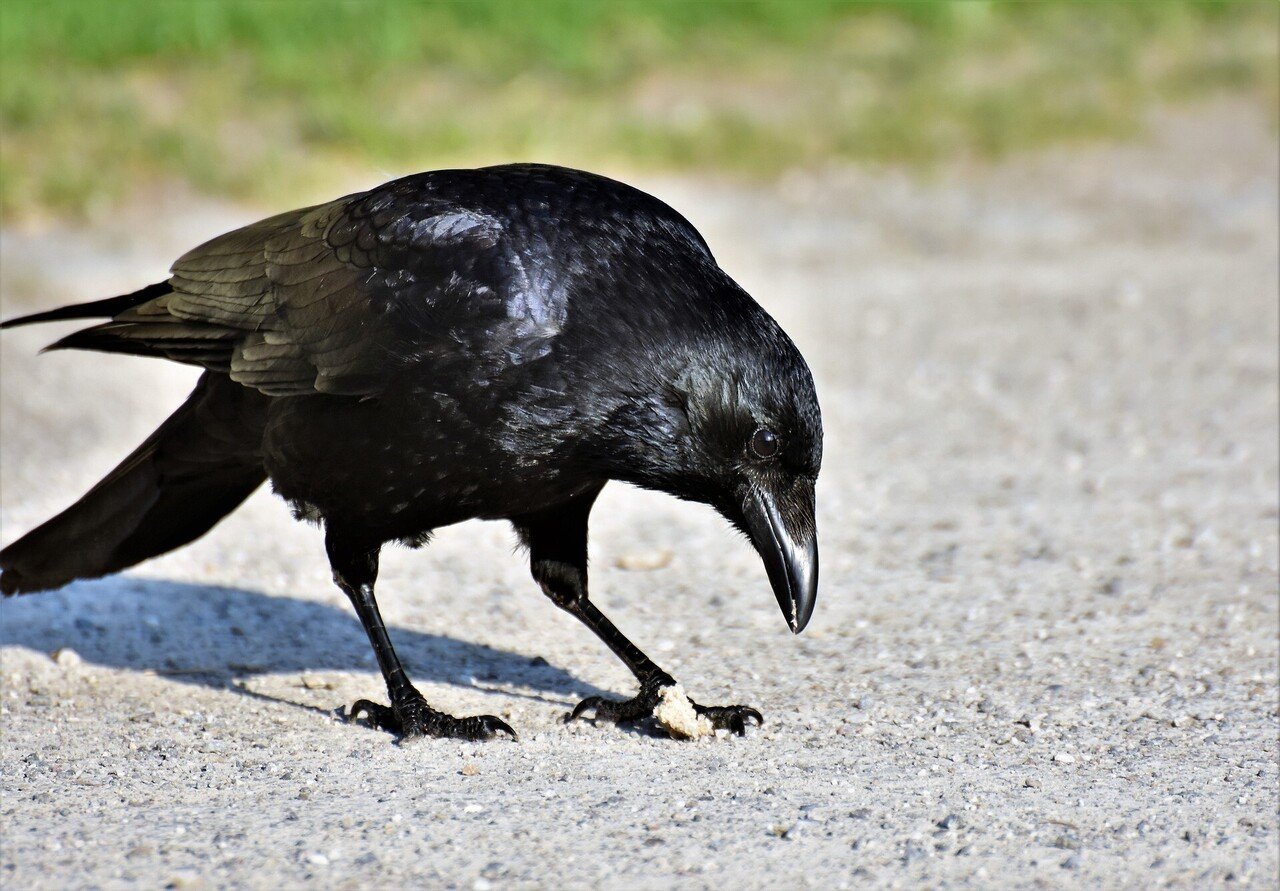 カラスがベランダの手すりに止まっていた カラスと目が合った カラスが飛びさり ハンガーは無事に部屋に入れました ハンガー紛失の原因は やはり カラスでした ぶっち Note
