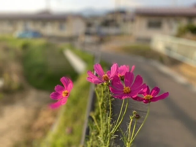画像9