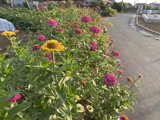 画像12