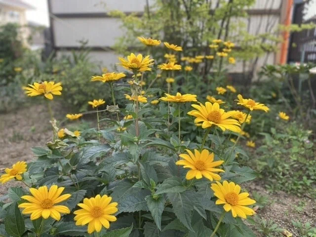 画像16