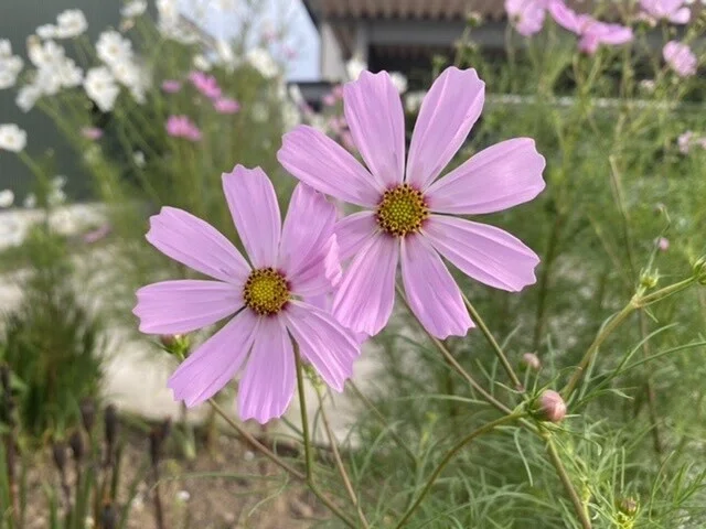 画像22
