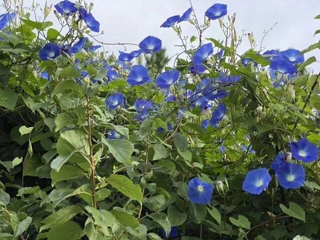 画像24
