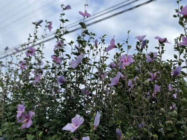 画像34
