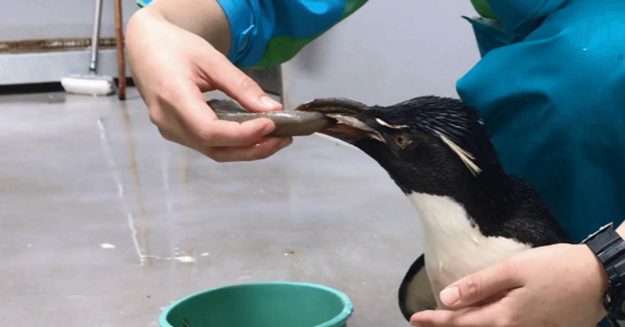 元気いっぱい｜仙台うみの杜水族館