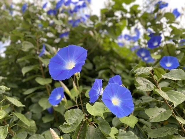 画像36