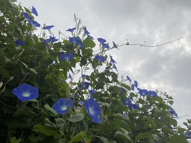 画像43